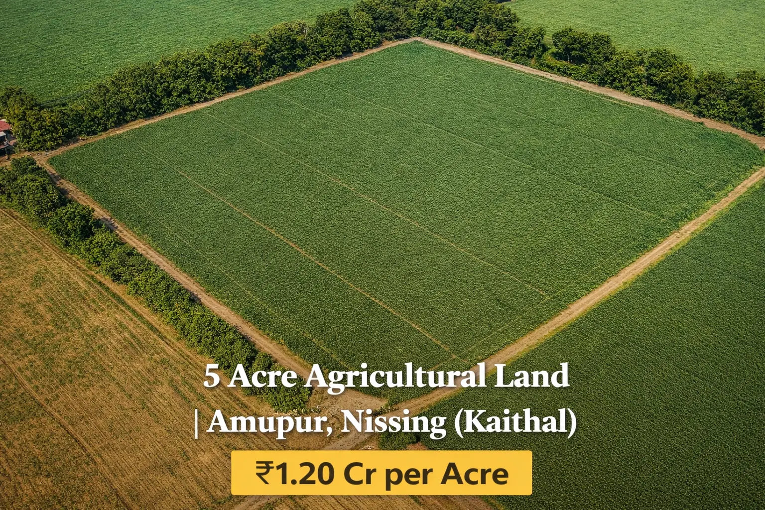 MI-KTL-NSG-AMP-005A Moonlight Investors